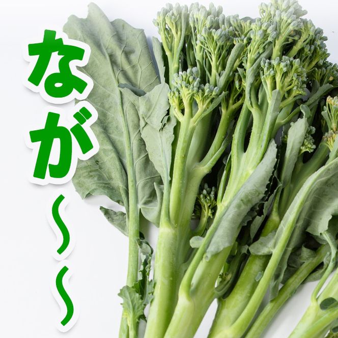 ＜先行予約受付中！2026年11月上旬以降順次発送予定＞ スティックセニョール (3kg) 国産 鹿児島県産 阿久根市産 ブロッコリー 野菜 サラダ お弁当 ピクニック 産地直送 茎ブロッコリー 肉巻き 数量限定 期間限定 【うとさんち】akn067-26