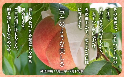 白桃 約4kg（13～15玉）和歌山県産 厳選 化粧箱入り ｜ 白鳳・清水白桃・川中島・もも・はくとう【化粧箱入り】 ※北海道・沖縄・離島への配送不可 ※2026年7月上旬～7月下旬頃に順次発送予定