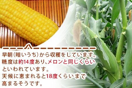 予約受付！＜朝採れ！国富町産ゴールドラッシュ4.5Kg2Lサイズ13本＞2025年5月下旬〜7月上旬迄に順次出荷【 とうもろこし スイートコーン 先行予約 野菜 穀物 甘い トウモロコシ 季節物 数量限定 とうきび コーン 】【a0578_sn】