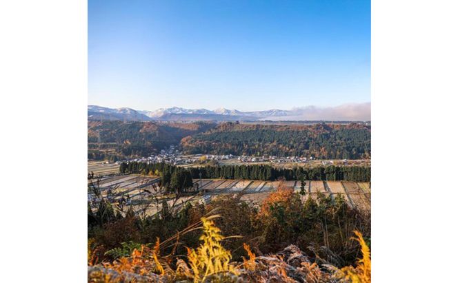 米 定期便 12ヶ月 コシヒカリ 10kg 精米 白米 お米 魚沼産コシヒカリ  新潟米 新潟 十日町市 定期 12回