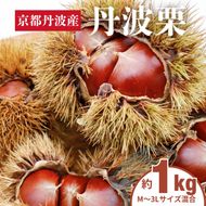 丹波栗 1kg M～3L  サイズ 京都 丹波産 南丹市 栗 大粒 生栗 和栗 国産 丹波栗