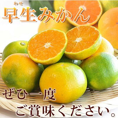 G7098_ 紀州和歌山有田産 ゆら早生みかん 10kg【ミカン 蜜柑 柑橘 温州みかん わせみかん】