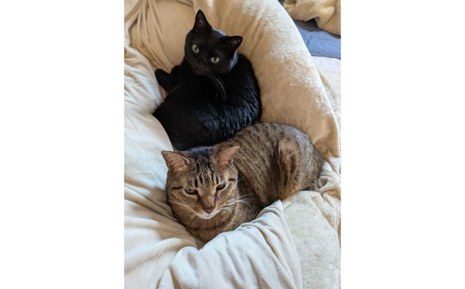 ねこといちご とちあいか280g×2パック｜いちご イチゴ 苺 栃木県 果物 フルーツ 動物 保護 ※2026年12月～発送