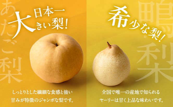 梨 2026年 先行予約 備前横綱梨（あたご梨）1玉 (1～1.5kg)・備前乙女梨（鴨梨） 3～5玉 詰合せ 合計約3.0kg【11月下旬～12月中旬頃発送】 岡山県産 フルーツ ギフト 石原果樹園 果物 食べ比べ 
