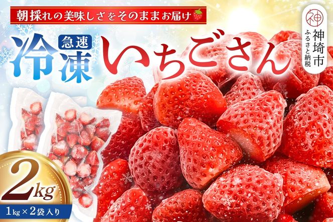 冷凍いちご 2kg(いちごさん)【佐賀県産 ブランド 冷凍いちご フレッシュ 冷凍フルーツ スムージー デザート お菓子作り シャーベット 甘い みずみずしい 無添加】(H126102)