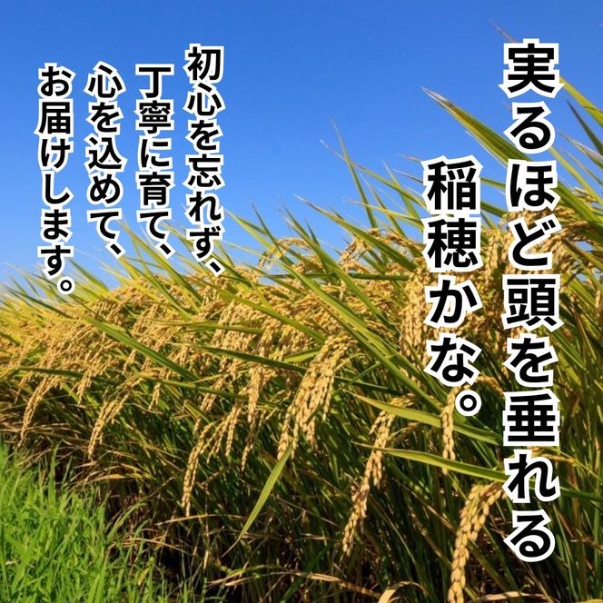 令和8年産 新米 キヌヒカリ 5kg (玄米) 明田のお米 玄米 お米 新米 南丹市 京都 新米26