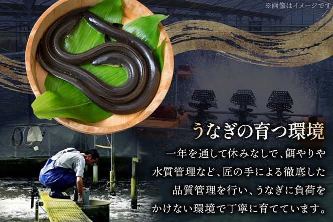 うなぎ 国産 ハーブ 鰻 3〜5尾 計500g 以上 [鰻楽 宮崎県 日向市 452061755] ふるさと納税 3尾 4尾 5尾 ウナギ 蒲焼 ハーブうなぎ 冷凍うなぎ ウナギ 化粧箱 鰻楽 宮崎県産 炭火焼き 九州 たれ タレ 山椒 タレ付き 小分け ◇