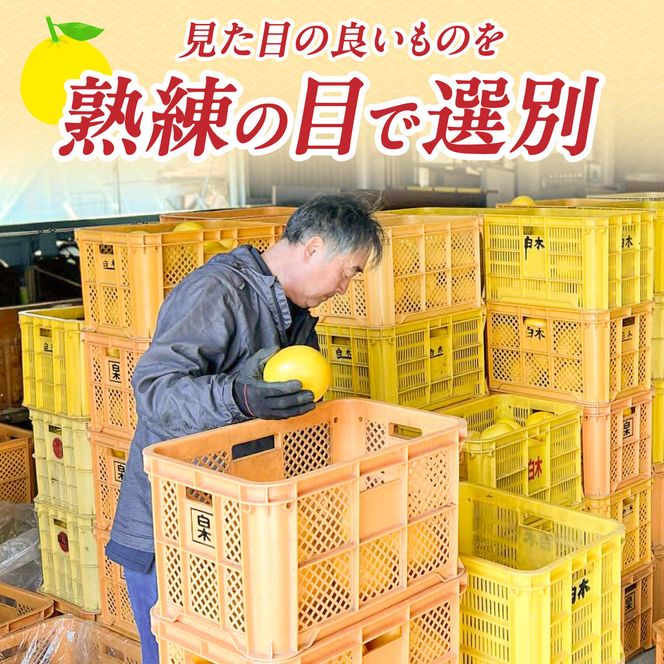【先行予約】【果樹園直送】土佐文旦 特選品贈答用 約3kg 3L～4Lサイズ 5個入り〈2027年2月中旬～3月下旬頃発送〉  /  大玉 ぶんたん ブンタン フルーツ 柑橘 みかん 果物 くだもの 柑橘類 デザート おやつ【白木果樹園】 [BQAI002]