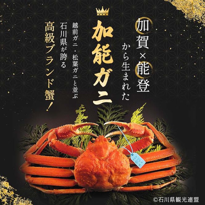 朝茹で加能ガニ姿1杯入り 蟹 かに ズワイガニ グルメ 海産物 贈り物 加賀 F6P-3185