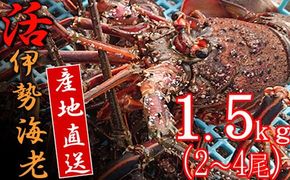 【捌き方レシピ・軍手付き】活きイセエビ漁師直送！！１.５kg以上（2～4尾、3～4人前） 伊勢エビ 伊勢海老 えび 産地直送 送料無料 エビフライ 刺身 高知県 室戸市