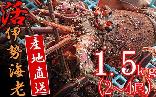 【捌き方レシピ・軍手付き】活きイセエビ漁師直送！！１.５kg以上（2～4尾、3～4人前） 伊勢エビ 伊勢海老 えび 産地直送 送料無料 エビフライ 刺身 高知県 室戸市