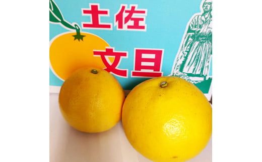 土佐文旦 家庭用 約5キロ（2L～4Lサイズ混合：8玉～12玉） 大玉 先行予約 数量限定 