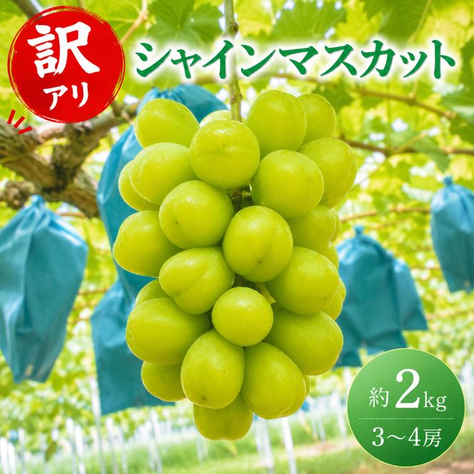 訳あり シャインマスカット 約2kg 3～4房 高梁市産 2027年 先行予約 ぶどう 化粧箱 葡萄 ブドウ うめづぶどう園