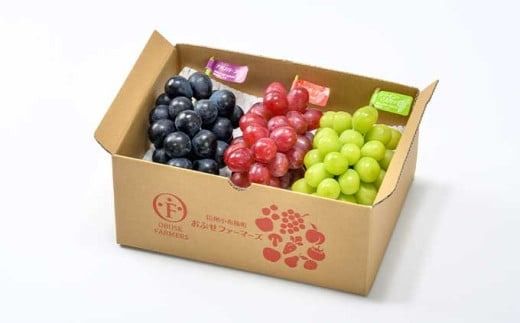 ぶどう3姉妹® シャインマスカット ＆ ナガノパープル ＆ クイーンルージュ® 詰合せ ［おぶせファーマーズ］ 果物 フルーツ くだもの ぶどう 葡萄 ブドウ クール便 冷蔵便 令和7年産 【2025年9月中旬〜10月下旬発送】 ［F-543］
