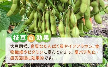 枝豆　　10キロ　9月30日終了 枝豆ご予約開始🫛/ 遅れておりましたが、収量が安定してきました