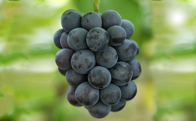 ぶどう 2026年 先行予約 ニューピオーネ4房(1房480g以上) ブドウ 葡萄 岡山県産 国産 フルーツ 果物 ギフト 