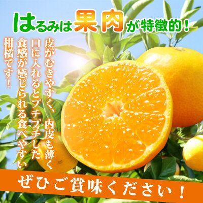 G7056_【2027年先行予約】果肉ぷりぷり! 完熟 はるみ 5kg