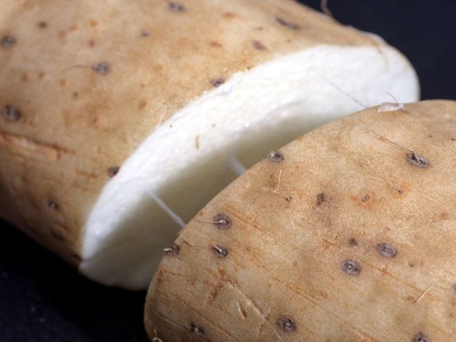 長谷川さんが作った長芋（約3kg） 野菜 根菜 やさい とろろ ながいも 芋 いも 青森県 鰺ヶ沢町