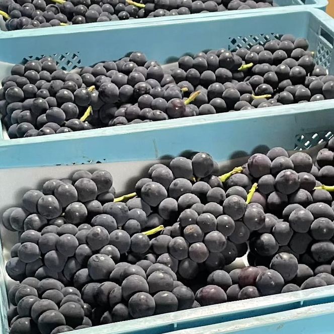 【2026年発送★先行予約】黒系ぶどう2房(合計1kg程度) 229-005-26y