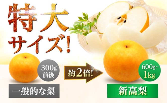 【9〜10月発送】【梨の王様】こだわり 新高梨 約5kg /  梨 ナシ フルーツ 果物 旬 先行予約 産地直送 家庭用 国産 / 南島原市 / 株式会社マルハチ[SFG002]