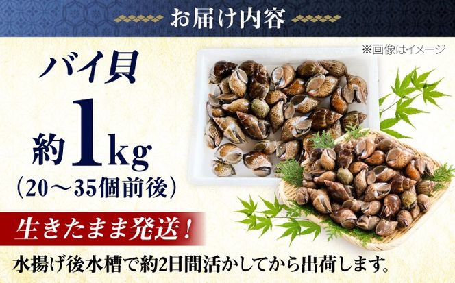 豊前海産 バイ貝 1kg (20～35個前後)  《築上町》【明青丸】 バイガイ 貝 カイ[ABCB004]