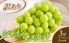 【2026年先行予約】 【訳あり】 Lino＆Kai Farmのシャインマスカット 3房前後(2kg前後）化粧箱入 ぶどう 岡山 真庭市 シャインマスカット 訳あり品 果物 産地直送 数量限定 種なし 【linokai013-01】