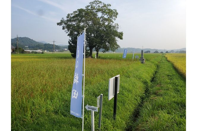 2025年産 京丹後産稲作発祥の地コシヒカリ特別栽培米 月の輪田米 玄米10kg（天日干し）　WK00003