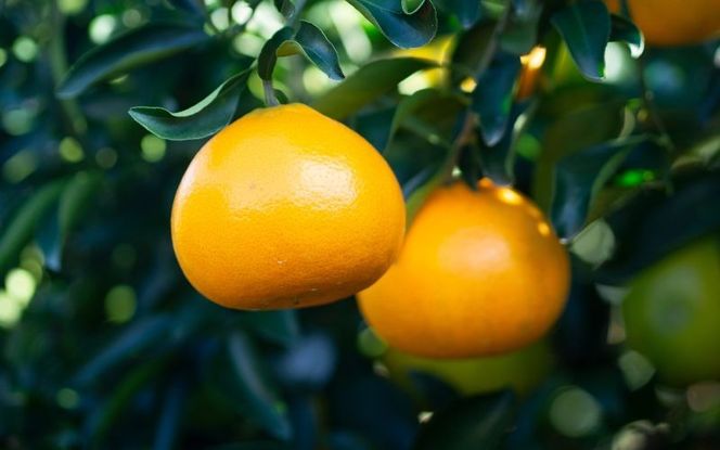 みかん せとか 【先行予約】2L 12個/3L 10個 西地農園のハウスせとか【2026年2月中旬より順次発送】 / 手選別 せとか ハウスせとか 2L 3L みかん ミカン 蜜柑 柑橘 果物 くだもの フルーツ 産地直送【mnd003A】