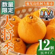 ＜先行予約受付中！2026年1月中旬以降順次発送予定＞数量限定！大将季 (12個・2Lサイズ) 柑橘 フルーツ 果物 国産 みかん 期間限定 不知火 しらぬい シラヌイ ミカン 【株式会社イロドリ】【akn069-08】