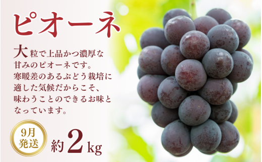 【3か月定期便】和歌山産フルーツ定期便！人気の桃・梨・ピオーネ　旬のフルーツを毎月お届け♪【tkb114】