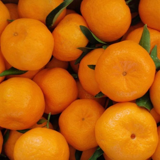 【先行予約】和歌山産 ポンカン 約5kg（サイズ混合・秀優品）