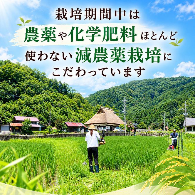 【令和8年度】 料理旅館きぐすりや 特別栽培米 キヌヒカリ 10kg 令和8年 精米 白米 お米 こめ コメ 減農薬栽培 10キロ 5kg×2 ご飯 ごはん 京都　※9月下旬より順次発送  新米26