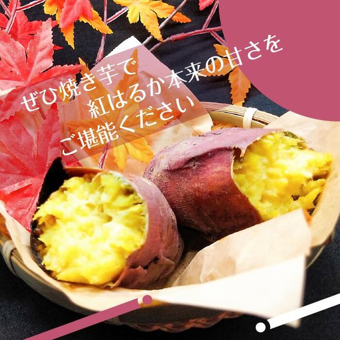 2025年度産 濃厚な甘みさつまいも 紅はるか5kg【茨城県共通返礼品/行方市】【さつまいも サツマイモ 芋 お芋 甘い ねっとり 美味しい 大量 茨城県 北茨城市 】(AK201)