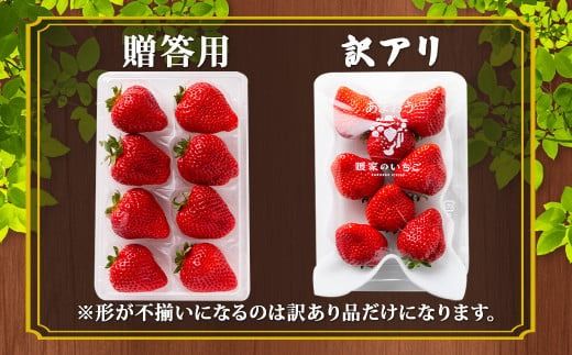 完熟あまおう 贈答用 約250g～410g×4パック 合計約1kg～1.64kg 【2025年1月上旬～3月上旬順次出荷予定】いちご 苺 イチゴ ベリー 果物 フルーツ お取り寄せ デザート おやつ