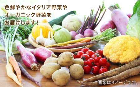 【全3回定期便】旬を味わう 糸島 野菜 セット 10～14種 （14パック） / イタリア野菜 オーガニック 野菜ソムリエ 松永 糸島市 / vegeLabo [AJB004]