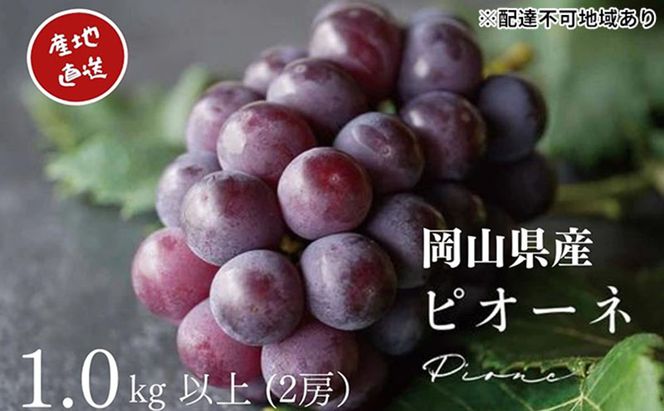 厳選 ニューピオーネ 2房 合計1.0kg以上 産地直送 朝採れ ぶどう 葡萄 Kawahara Green Farm 岡山県産 2026年 先行予約