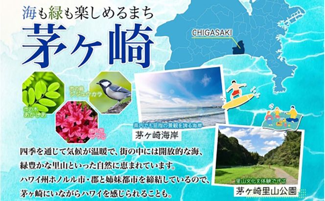 ソーセージ 1本 650g ドイツ風 伝統加工技法  国産 牛肉  豚肉 手作り ハム ソーセージ 精肉 スパイス 専門店 老舗 こだわり 加工品 伝統 スライス  素材 おつまみ お酒 株式会社 矢島ハム  神奈川県 茅ヶ崎市