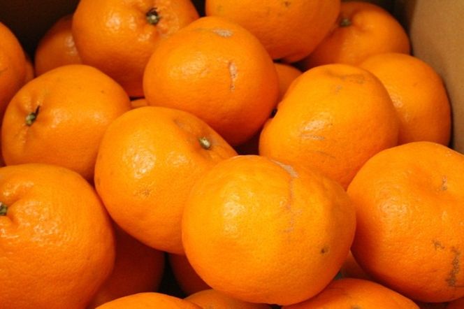 【先行受付】【数量限定】【山採り無選別】はるみ 10kg | みかん 柑橘 ミカン 蜜柑 mikan 果物 フルーツ 糖度 甘い 愛媛県 伊方町 ※2025年2月上旬～2月下旬頃に順次発送予定 ※離島への配送不可