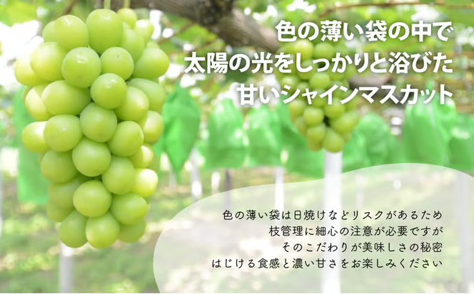 【2026年先行予約】厳選品 大粒シャインマスカット1房/700g以上 (岡山県産) 【KF-B060-03】