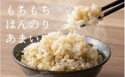 【訳あり】ほたるいか米（玄米20kg）×12回 計240kg【12ヶ月定期便】