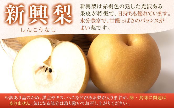 【先行予約】訳あり 数量限定 鳥取県産 新興梨（しんこうなし） 約5kg （8～15玉）≪2026年10月中旬頃出荷≫ 312011_GT002
