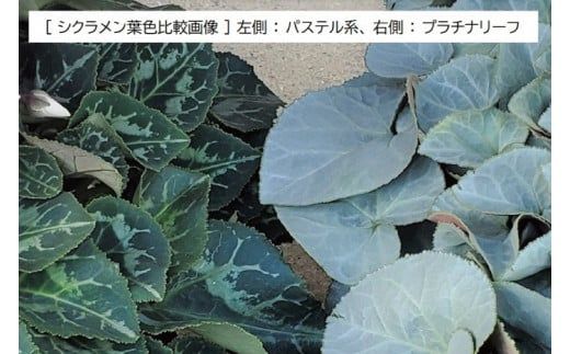 AT007【先行予約】【長谷川園芸】オリジナル品種 シクラメン プラチナリーフ 6寸 ワインレッド ※12月出荷