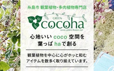 マイナスイオン発生植物 『サンスベリア・バキュラリス』 糸島市 / cocoha 観葉植物 グリーン インテリア [AWB036]