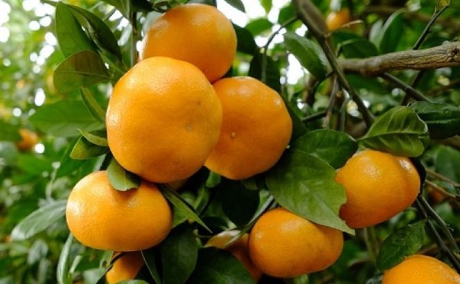 鉢植え 苗木 温州みかん 6号 青島 高さ約70～90cm 大玉で甘～い みかんの木 植物 ガーデン ガーデニング 