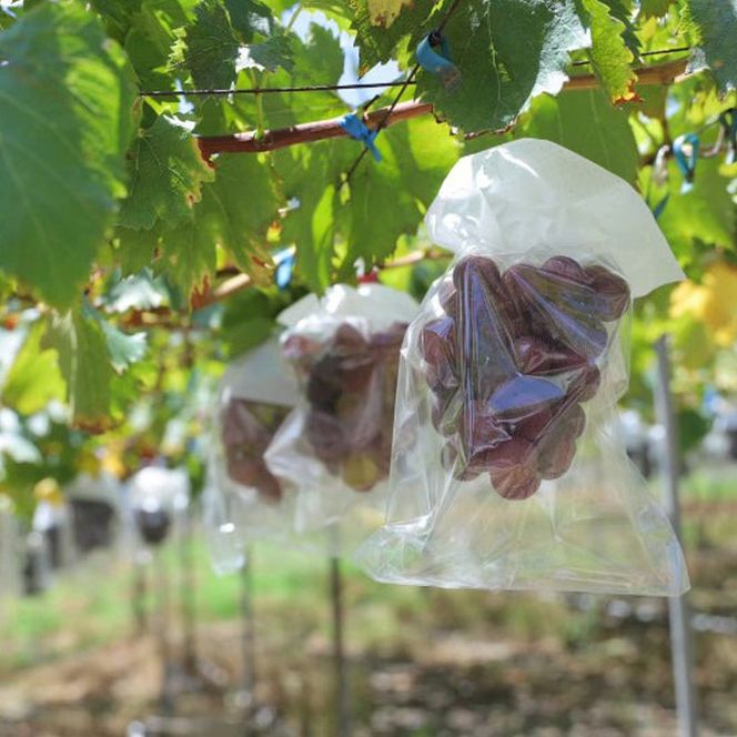 ［先行予約］巨峰 約2kg［朝採り］［葡萄・ぶどう］［種なしブドウ］［フルーツ・果物］［2026年8月下旬頃から順次発送］CZ176