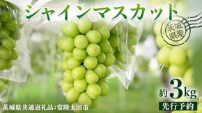 【 先行予約 】茨城県産 シャインマスカット 約 3kg 4房入り ( 茨城県共通返礼品 : 常陸太田市 )【 2025年 9月中旬頃より発送 】 シャインマスカット フルーツ ぶどう 葡萄 ブドウ マスカット 果物 期間限定 数量限定