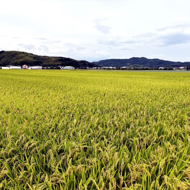 1107.令和7年産　きぬむすめ玄米 10kg 313726_CI004