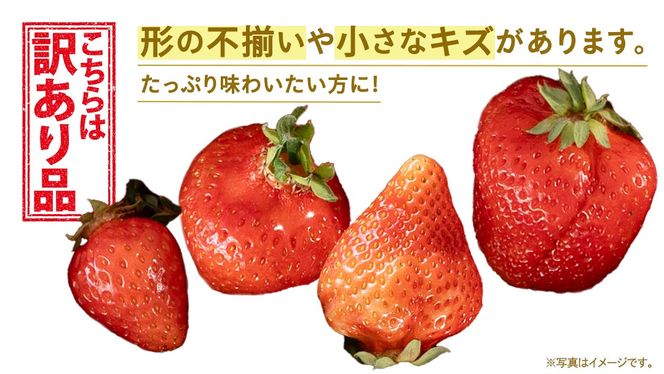 ＼選べる 内容量／訳ありいちご 約1kg または 約2kg【2027年1月から発送開始】（茨城県共通返礼品 [いちご]：城里町産） いちご イチゴ 苺 訳あり 不揃い 家庭用 大容量 お得 ふるさと納税