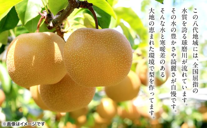 【先行予約】 新興梨 約5kg (6～22玉)   梨 なし ナシ フルーツ くだもの 果物 旬 熊本県 八代市 【2026年10月上旬より順次発送】