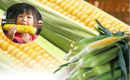 蒜山高原 とうもろこし イエロー20本 / 数量限定 人気 朝採り 新鮮 スイートコーン トウモロコシ 高糖度 甘い 夏野菜 岡山県 真庭市 産地直送 ギフト 【配送不可地域：北海道／沖縄県／離島】【jujy002-02】